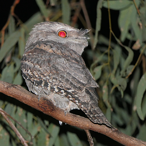 Tawny Frogmouth (Podargus strigoides)