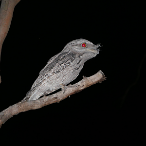 Tawny Frogmouth (Podargus strigoides)
