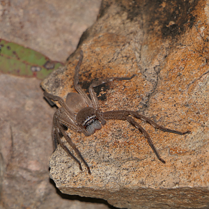 Northern Badge Huntsman (Neosparassus salacius)