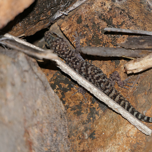 Common Prickly Gecko (Heteronotia binoei)