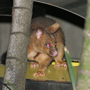 Common Brushtail Possum (Trichosurus vulpecula)