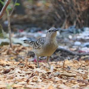 Great Bowerbird (Chlamydera nuchalis)