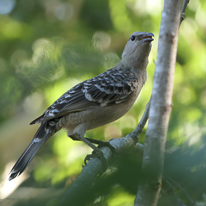 Great Bowerbird (Chlamydera nuchalis)