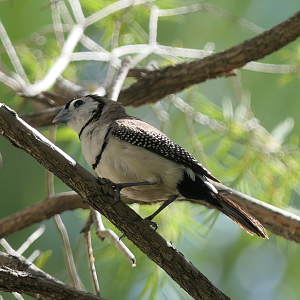 Double-barred Finch (Stizoptera bichenovii)