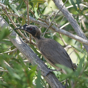 Hornbill Friarbird (Philemon yorki)