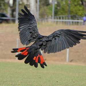 Red-tailed Black Cockatoo (Calyptorhynchus banksii)