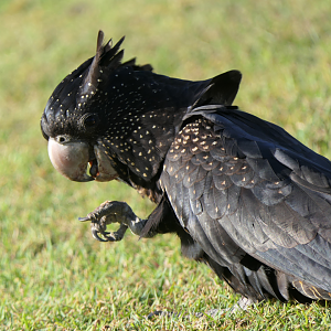 Red-tailed Black Cockatoo (Calyptorhynchus banksii)
