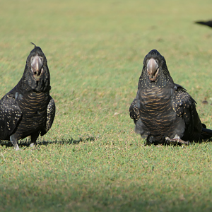 Red-tailed Black Cockatoo (Calyptorhynchus banksii)