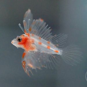 Bleeker's Lionfish (Ebosia bleekeri)