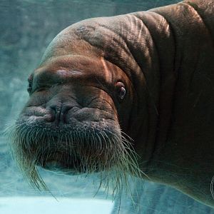Walrus (Odobenus rosmarus)
