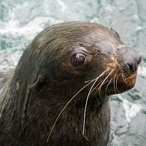 Northern Fur Seal (Callorhinus ursinus)