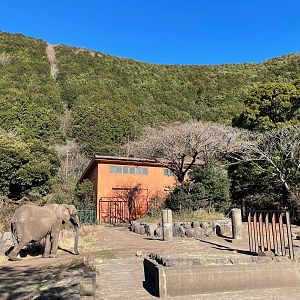 African Elephant Exhibit