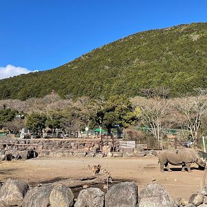 Southern White Rhino Exhibit