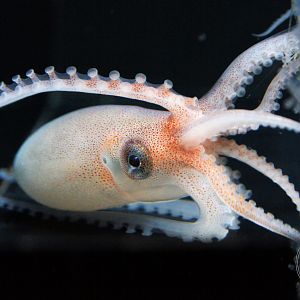 Tuberculate Pelagic Octopus (Ocythoe tuberculata)