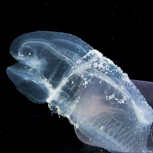 Twin-sailed Salp (Thetys vagina)