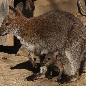 Bennett's Wallaby (Notamacropus rufogriseus)