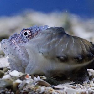 Winged Argonaut (Argonauta hians)
