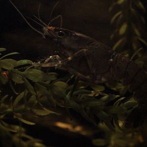 Paranephrops planifrons