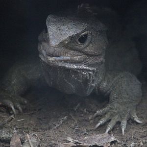 Tuatara