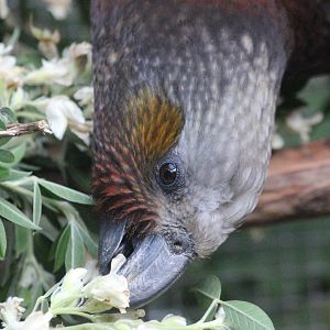 North Island Kākā