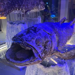 Coelacanth (Latimeria chalumnae)