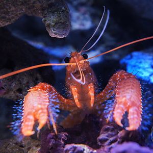 Red Reef Lobster (Enoplometopus occidentalis)