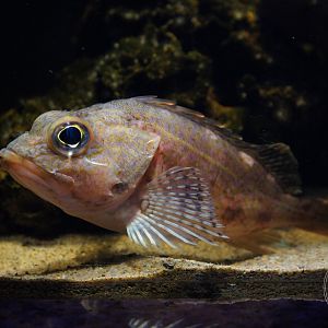 Yellowbarred Red Rockfish (Sebastiscus albofasciatus)