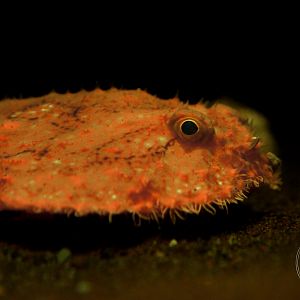 Minipizza Batfish (Halieutaea stellata)