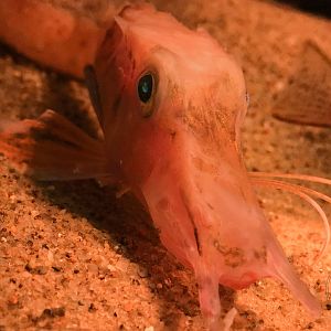 Longnose Gurnard (Pterygotrigla macrorhynchus)