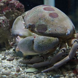 Seven-eleven Crab (Carpilius maculatus)