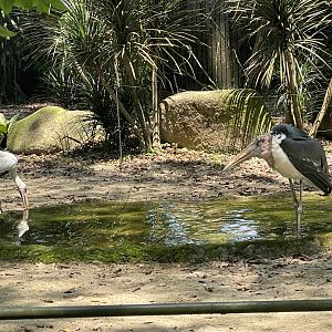 Wild Milky Stork (Mycteria cinerea)