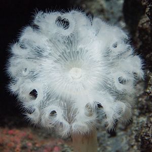 Giant Plumose Anemone (Metridium farcimen)