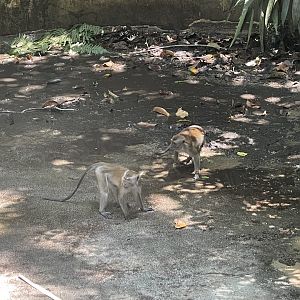 Wild Long-tailed Macaques (Macaca fascicularis)