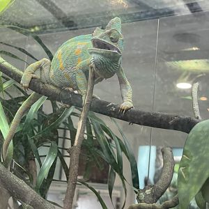 Veiled Chameleon (Chamaeleo calyptratus)