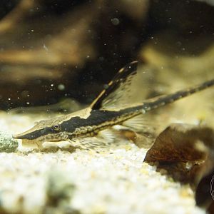 Royal Farlowella (Sturisoma panamense)
