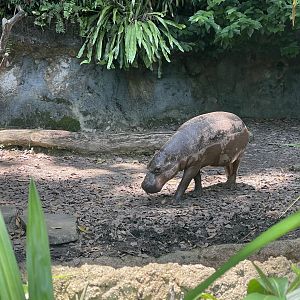 Pygmy Hippopotamus (Hexaprotodon liberiensis)