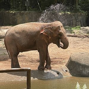 Asian Elephant (Elephas maximus)
