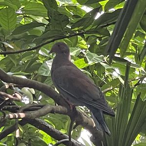 Peruvian Pigeon (Patagioenas oenops)