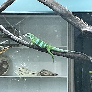 Fiji Banded Iguana (Brachylophus fasciatus)