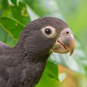 Greater Vasa Parrot(Coracopsis Vasa)
