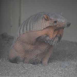 Big hairy armadillo