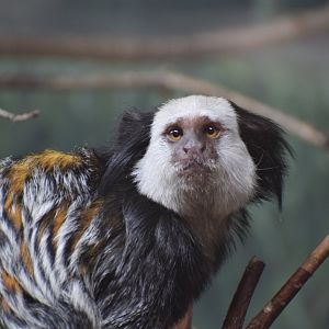 White-headed marmoset