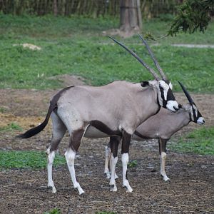 Gemsbok