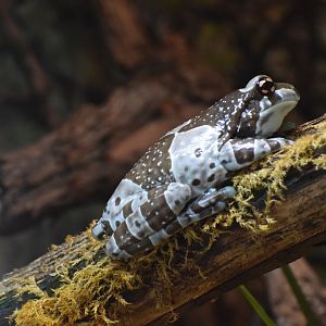 Amazonian milk frog