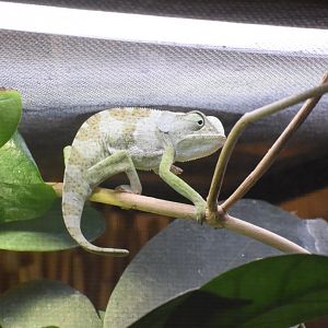 Flap-necked chameleon