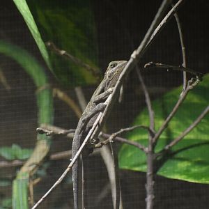 Montane side-striped chameleon