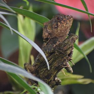 Helmeted iguana