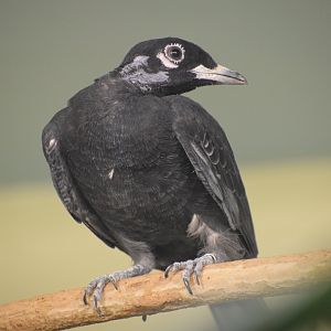 Bare-necked fruitcrow