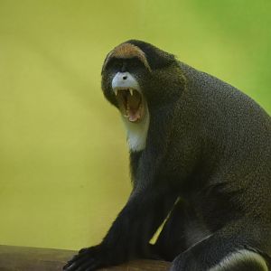 De Brazza's monkey