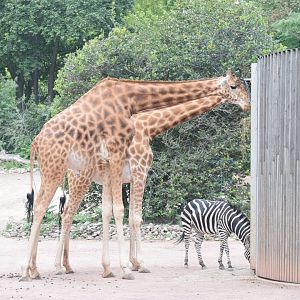 Kordofan giraffe